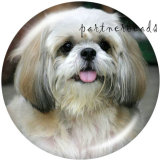 Painted metal Painted metal 20mm snap buttons  snap buttons   Dog   Print