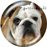 Painted metal Painted metal 20mm snap buttons  snap buttons   Dog   Print