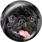 Painted metal 20mm snap buttons   Dog  Print