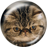 Painted metal 20mm snap buttons   Cat   Print