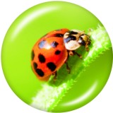 Painted metal 20mm snap buttons  insect  Print