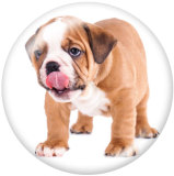 Painted metal 20mm snap buttons  dog Print