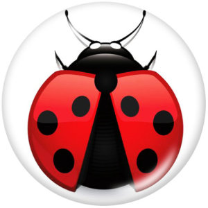 Painted metal 20mm snap buttons  Ladybug Print