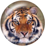 Painted metal 20mm snap buttons   tiger Print