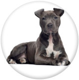 Painted metal 20mm snap buttons  dog Print