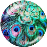 Painted metal 20mm snap buttons   Peacock feather   Print