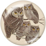 Painted metal 20mm snap buttons  owl Print