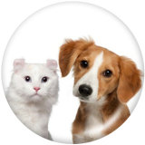Painted metal 20mm snap buttons  Cats and dogs   Print