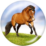 Painted metal 20mm snap buttons  horse Print