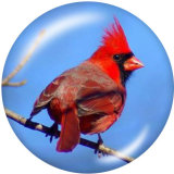 Painted metal 20mm snap buttons   bird  Print