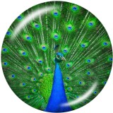 20MM Flower  Peacock  Print   glass  snaps buttons