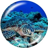 20MM  Beach sea turtle  Ocean  Print   glass  snaps buttons