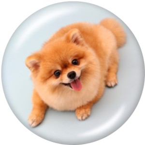 20MM   Dog Cute pig   Print   glass  snaps buttons