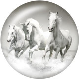 20MM  Horse  Print   glass  snaps buttons