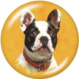 Painted metal 20mm snap buttons  Dog