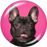 Painted metal 20mm snap buttons  Dog