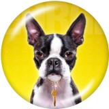 Painted metal 20mm snap buttons  Dog