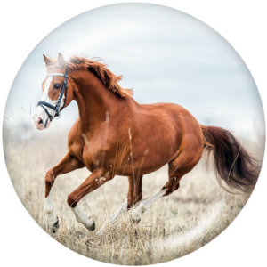 Painted metal 20mm snap buttons  Horse