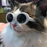 Pet sunglasses, cat glasses, sunglasses, dog beach beach, seaside photo, sunglasses