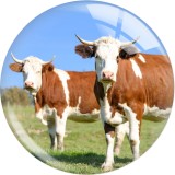 20MM cow  Print glass snap button charms