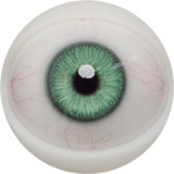 FANREAL 162cm Cカップ Xueヘッド リアルメイク付き 熟女ラブドール フルシリコン製