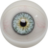 FANREAL 162cm Cカップ Xueヘッド リアルメイク付き 熟女ラブドール フルシリコン製