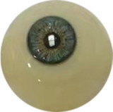 RealGirl C工場制 171cm Eカップ C26ヘッド 大柄なリアルドール