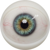 FANREAL 童顔美少女 153cm Bカップ Mollyヘッド 清楚系ラブドール