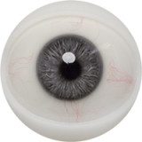 FANREAL 童顔美少女 153cm Bカップ Mollyヘッド 清楚系ラブドール