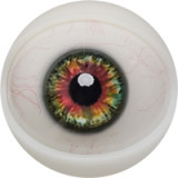 FANREAL ヘッド単品 フルシリコン製頭部 Headのみ