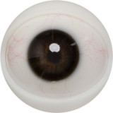 FANREAL 111cm Fカップ Mariaヘッド 半身ラブドール 腕なし リアル皮膚メイク付き