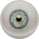 FANREAL 166cm Jカップ Noraヘッド 巨乳娘 大人っぽいダッチワイフ