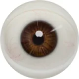 FANREAL 166cm Jカップ Noraヘッド 巨乳娘 大人っぽいダッチワイフ