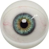 FANREAL 166cm Jカップ Noraヘッド 巨乳娘 大人っぽいダッチワイフ