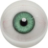 FANREAL 166cm Jカップ Noraヘッド 巨乳娘 大人っぽいダッチワイフ