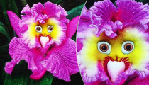 200-Pack of Variety of Monkey Face Orchid Seeds