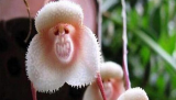 200-Pack of Variety of Monkey Face Orchid Seeds