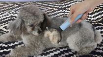 Dogs Hair Removal Comb