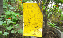 10 , 20 or 40 Pcs Dual-Sided Yellow Sticky Traps