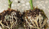Plant Root Propagating Grafting Grow Ball 