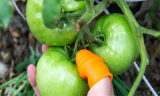 Farm Vegetable Fruit Picker