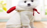 Cute Warm Dog Coat