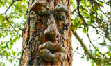 Old Man Tree Face Garden Art