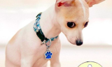 Glitter Paw Print Dog Pet Id Tag
