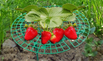 Round Plastic Strawberry Plant Cages & Supports