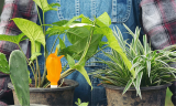 Cute Birds Automatic Watering Device