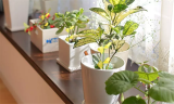 10-Piece Sticky Houseplant Insect Traps Set