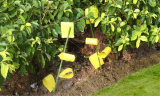 10-Piece Sticky Houseplant Insect Traps Set