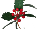 2m Artificial Holly Leaf Vine And Red Berries Christmas Decoration