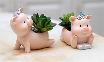 Mini Piggy Shape Succulent Planter